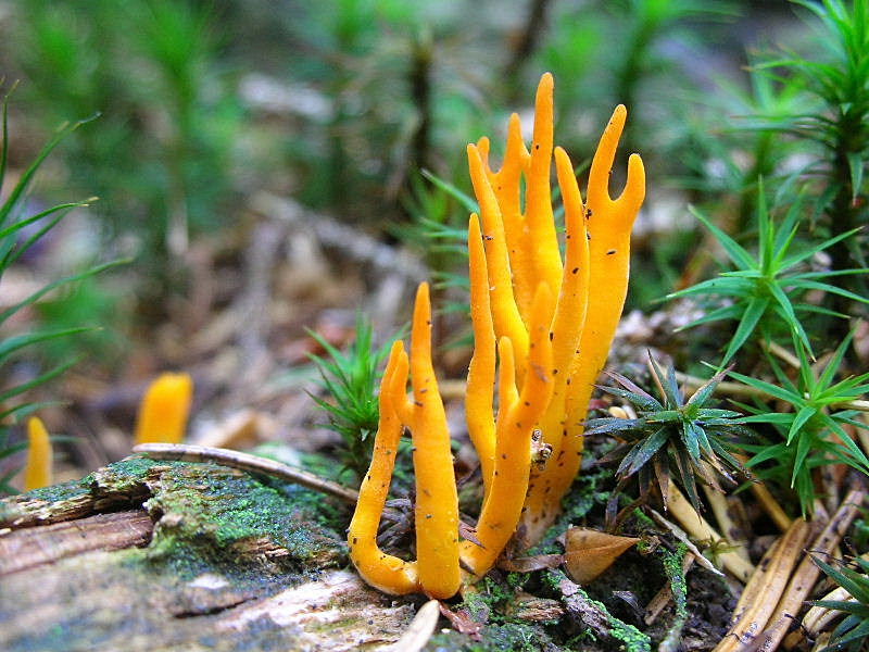 Calocera viscosa